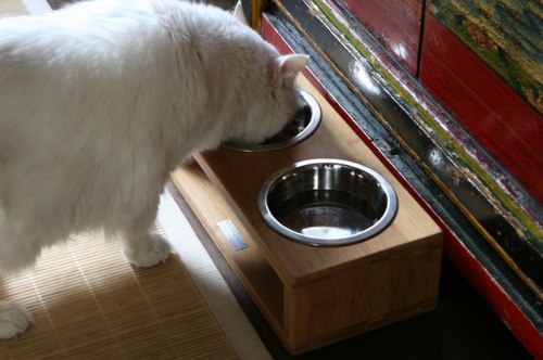 pet18|Ҿ