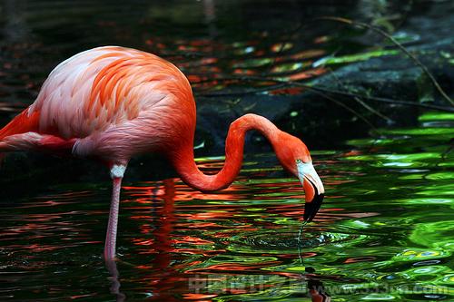 flamingo