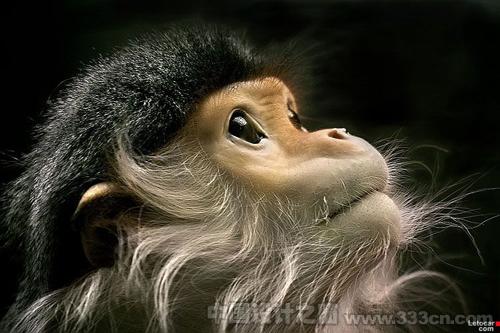 monkey