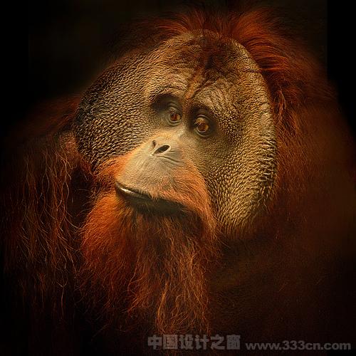 ape