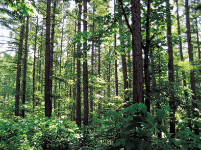 Louis Vuitton Forest|yupoo.com
